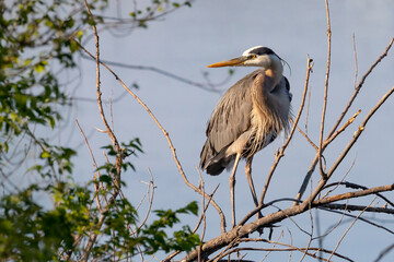 Great Blue Heron at Daybreak in Minneapolis Minnesota at the Marshall Terrace Rookery on the Mississippi River