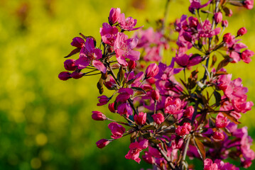 Red, yellow, and white flowers bloom in spring