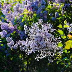 Red, yellow, and white flowers bloom in spring