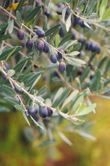 Olive tree branches with ripe olives, garden, outdoors
