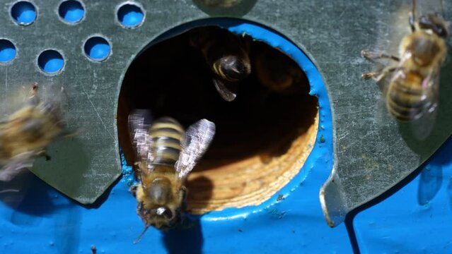 Honey bees fly next to the bee hive in the apiary to collect honey, close up. Beekeeping in countryside. Colony bees in apiary, macro. Detailed landing holes in the hive and fly bees