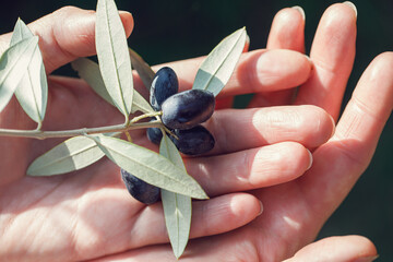 
olive branch in hands