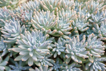 Naklejka na ściany i meble Succulents with elongated leaves growing densely, outdoors, background