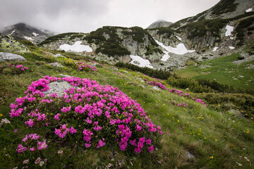 Rhododendron flowers in mountains area, in background and around