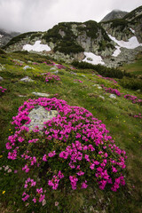 Rhododendron flowers in mountains area, in background and around