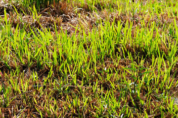 green grass background