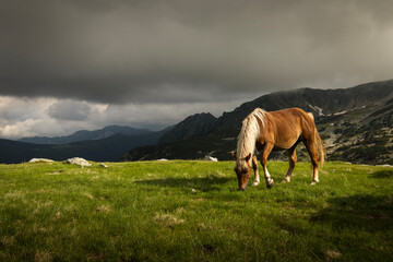 Fototapeta na wymiar Horses surounded by mountains in Retezat Carphatian, Romania