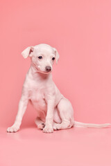 Portrait of cute Italian Greyhound puppy isolated on pink studio background. Small beagle dog white beige color.