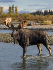 Bull Shiras Moose Crossing the Snake River in Grand Teton National Park Wyoming in auutmn