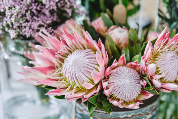 Blooming king proteas in vase
