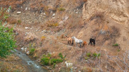 Herd of Horses with Foals Grazing in Mountain Gorge by Stream. Witness the natural beauty as horses and their foals peacefully graze in the mountainous terrain alongside a gentle stream