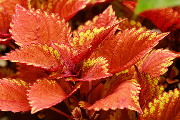 Buntnessel 'Copa Copper' 