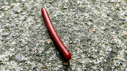 Millipede 