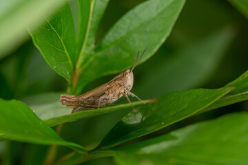Common field grasshoper sitting on a green leaf macro photography in summertime. Common field grasshopper sitting on a plant in summer day close-up photo. Macro insect on a green background.