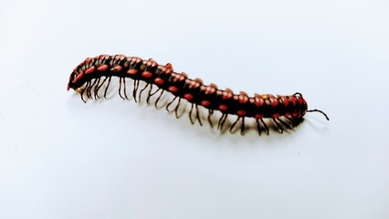 caterpillar