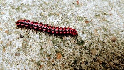 macro of a caterpillar