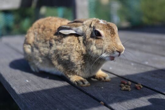 Pictures of rabbits on Okunoshima (Rabbit Island) in Hiroshima Prefecture, Japan