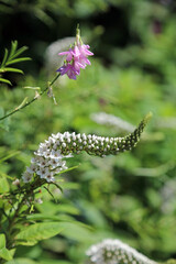 Gooseneck Loosestrife bloom, Derbyshire England

