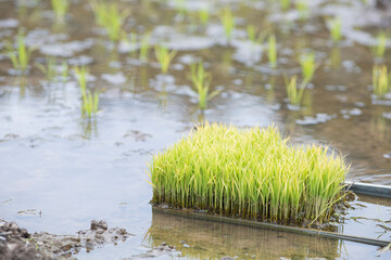 田植えを終えた田んぼ