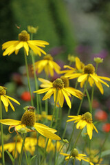 Side view of yellow Coneflower blooms, Derbyshire England
