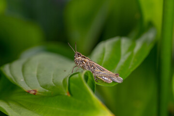 Common field grasshoper sitting on a green leaf macro photography in summertime. Common field grasshopper sitting on a plant in summer day close-up photo. Macro insect on a green background.