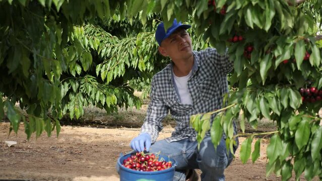 Hardworking male farmer working in a fruit nursery carefully picks cherries on a tree. Close-up image. High quality 4k footage
