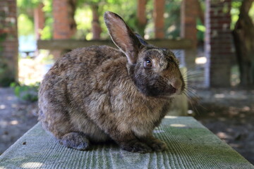 Pictures of rabbits on Okunoshima (Rabbit Island) in Hiroshima Prefecture, Japan