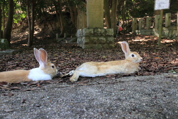 Pictures of rabbits on Okunoshima (Rabbit Island) in Hiroshima Prefecture, Japan