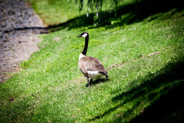 Swan Geese Lake white feathers