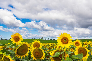 Fototapeta premium Sonnenblumenfeld zwischen Stäbelow und Clausdorf bei Rostock