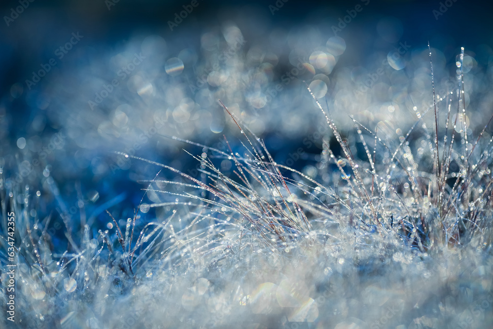 Sticker Frost on the plants in the autumn