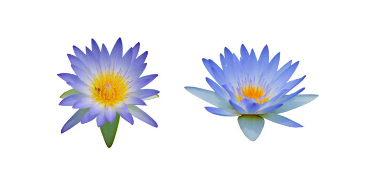 blue lotus