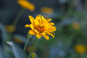 Blooming false sunflower on a green background on a summer sunny day macro photography. Garden rough oxeye flower with yellow petals in summertime, close-up photo. Orange heliopsis floral background.