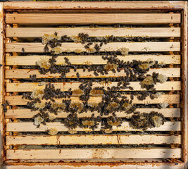 Working bees on honey cells.