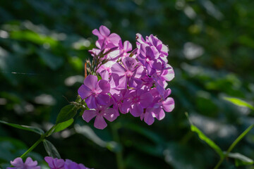 Blooming violet phlox flower macro photography on a summer sunny day. Purple phloxes flowers close-up photo in the summer garden. A flowering plant in sunlight with pink petals floral background.
