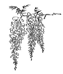 Wisteria branch hand drawn line drawing