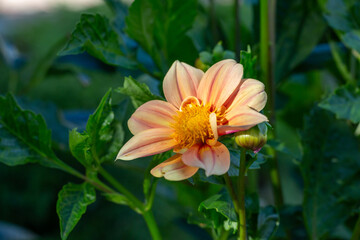 Blossom yellow dahlia flower on a summer sunny day macro photography. Garden dahlia with light yellow petals in the sunlight close-up photography.	