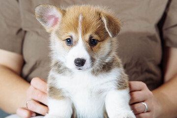 Portrait of gorgeous brown white puppy of welsh pembroke corgi standing with raised ear on legs of unrecognizable woman.