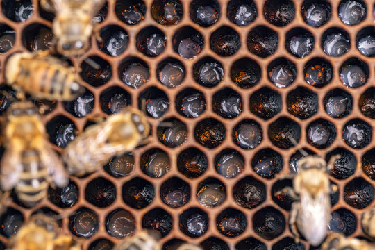 Bee larvae in a brood hive.