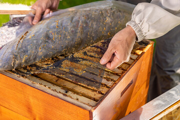 Beehives on the apiary.