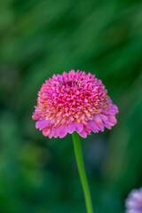 Obraz premium Blossom pink zinnia flower on a green background on a summer day macro photography. Blooming zinnia with pink petals close-up photo in summertime.