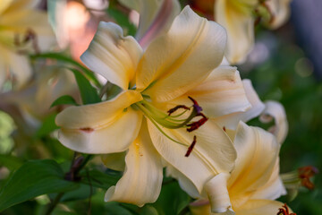 Blossom beige lily on a green background on a summer sunny day macro photography. Garden lillies...