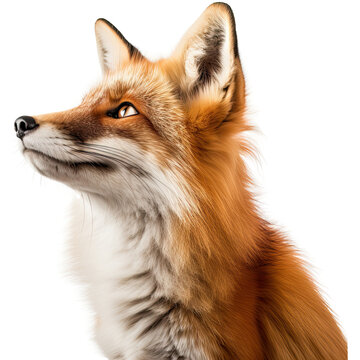 Fox face  isolated on transparent background