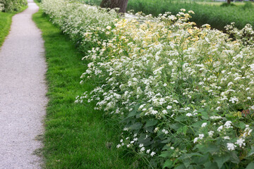 Beautiful view of pathway among bushes with flowers outdoors