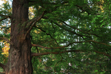 Beautiful tree with green leaves growing in park