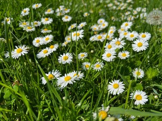 Beautiful white daisy flowers and green grass growing in meadow