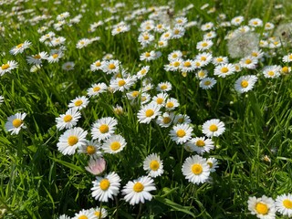 Fototapeta premium Beautiful white daisy flowers and green grass growing in meadow