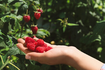 Woman picking ripe raspberries from bush outdoors, closeup