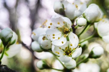 Blooming blackthorn (Prunus spinosa) thornbush (wait-a-minute). Forest steppe of Ciscaucasia. Macro
