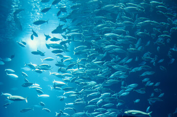 School of fish swimming in the water, animals of the ocean, sardinella fishes, ecosystem and...